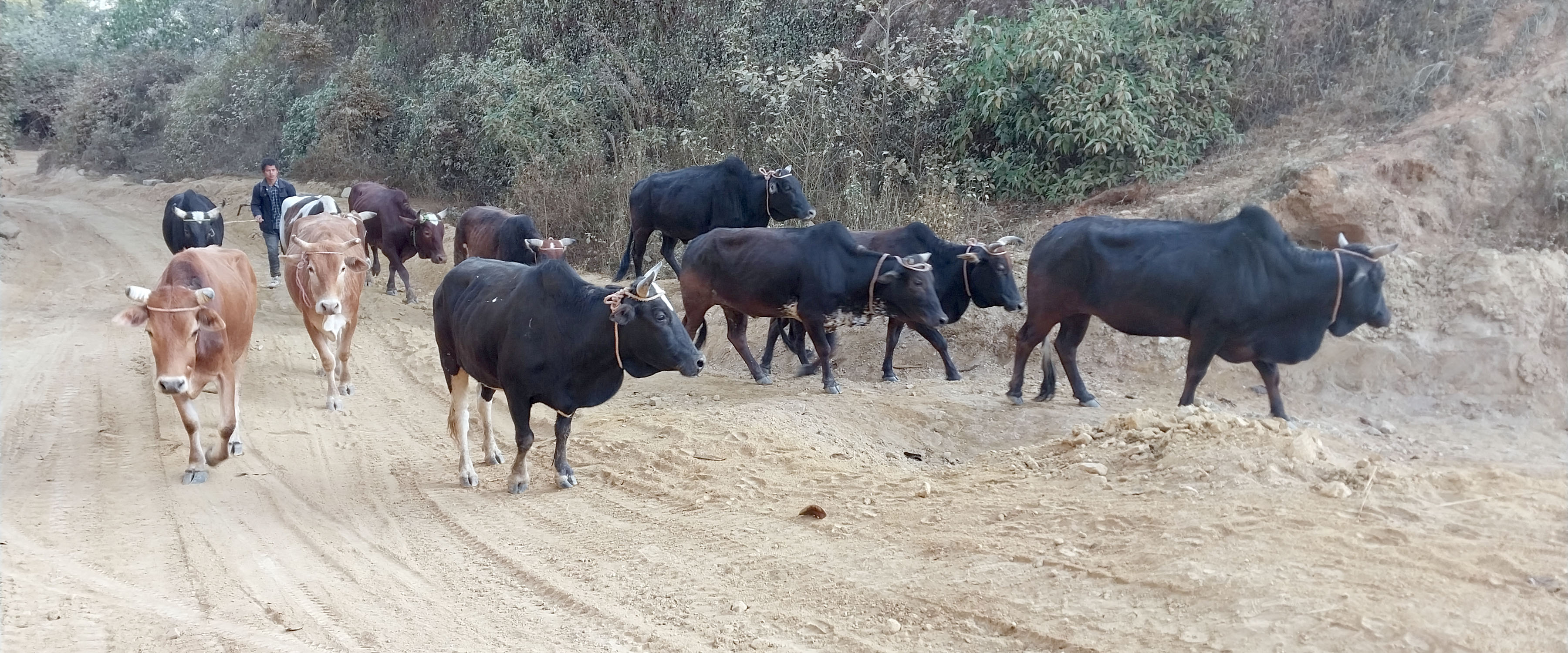 बिक्रीका लागि खरिद गरेर गाईगोरु लैजाँदै व्यापारी